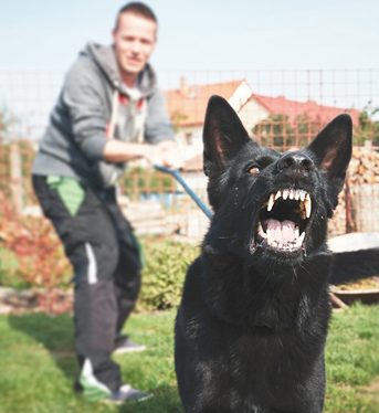 Dresseur de chien à Marseille