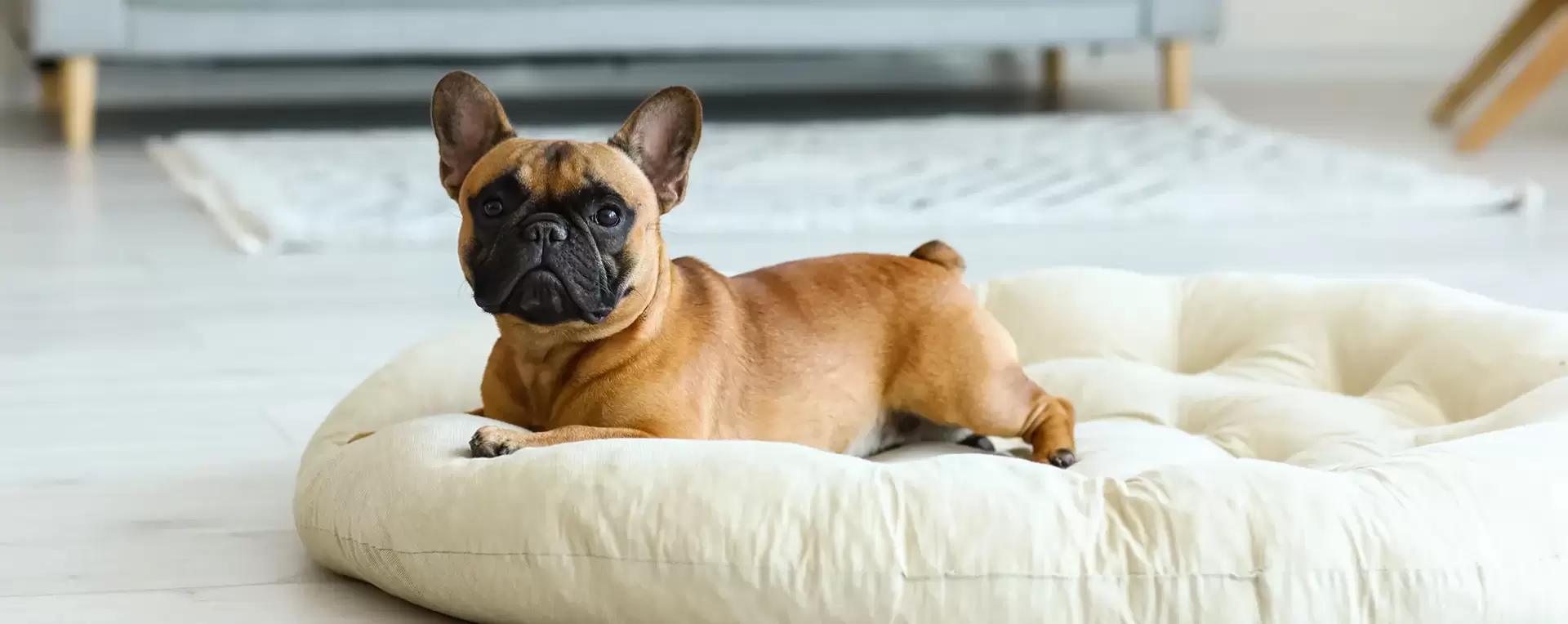 Comportementaliste canin a domicile