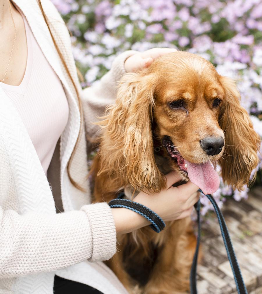 Comportementaliste chien marseille etude de cas